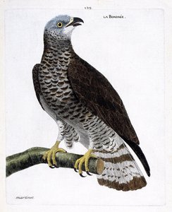 Zoologisk kart (ornitologi): bondree (apivore bondree eller pernis apivorus) på en gren. Illustrasjon i "Fuglenes historie, malt i deres utseende og følsomme aspekter" av Francois Nicolas Martinet (1731-1800). Privat samling. av Francois Nicolas Martinet