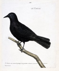 Zoologisk kart (ornitologi): kålen (tårnkålen eller corvus monedula) på en gren. Illustrasjon i "Fuglenes historie, malt i deres utseende og følsomme aspekter" av Francois Nicolas Martinet (1731-1800). Privat samling. av Francois Nicolas Martinet