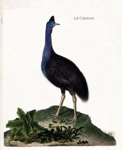 Zoological chart (ornithology): the casoar (casoar a helmet or cassuarius cassuarius). Illustration in “The History of the Birds, Painted in Their Appearing and Sensitive Aspects” by Francois Nicolas Martinet (1731-1800). Private collection. av Francois Nicolas Martinet