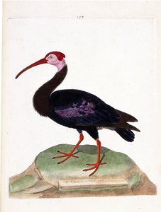 Zoologisk kart (ornitologi): krøllen har et bart hode på hetten av godt håp (ibis du cap eller geronticus calvus). Illustrasjon i "Fuglenes historie, malt i deres utseende og følsomme aspekter" av Francois Nicolas Martinet (1731-1800). P av Francois Nicolas Martinet