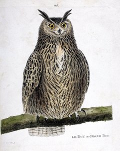Zoologisk kart (ornitologi): hertugen eller storhertugen (storhertugen eller bubo bubo) på en gren. Illustrasjon i "Fuglenes historie, malt i deres utseende og følsomme aspekter" av Francois Nicolas Martinet (1731-1800). Privat samling. av Francois Nicolas Martinet