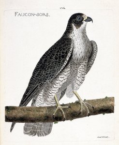 Zoologisk kart (ornitologi): falken kommer ut eller falken ut (pelerinefalk eller falco peregrinus) på en gren. Illustrasjon i "Fuglenes historie, malt i deres utseende og følsomme aspekter" av Francois Nicolas Martinet (1731-1800). Pri av Francois Nicolas Martinet
