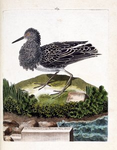 Zoological chart (ornithology): the fighter or the male sea peacock (fighter varies or philomachus pugnax). Illustration in “The History of the Birds, Painted in Their Appearing and Sensitive Aspects” by Francois Nicolas Martinet (1731-1800). Private colle av Francois Nicolas Martinet