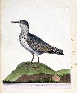 Zoologisk kart (ornitologi): den grå maubeche (lilla nebb eller calidris maritima). Illustrasjon i "Fuglenes historie, malt i deres utseende og følsomme aspekter" av Francois Nicolas Martinet (1731-1800). Privat samling. av Francois Nicolas Martinet