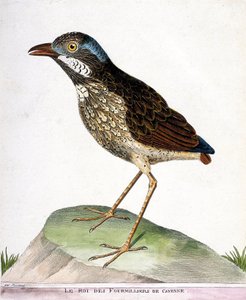Zoological chart (ornithology): the king of the fourthousand of Cayenne (grallaire king or grallaria varia). Illustration in “The History of the Birds, Painted in Their Appearing and Sensitive Aspects” by Francois Nicolas Martinet (1731-1800). Private coll av Francois Nicolas Martinet