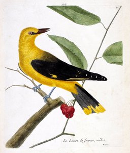Zoologisk kart (ornitologi): den mannlige franske lorioten (europeisk loriot eller oriolus oriolus) på en gren. Illustrasjon i "Fuglenes historie, malt i deres utseende og følsomme aspekter" av Francois Nicolas Martinet (1731-1800). Private samlinger av Francois Nicolas Martinet