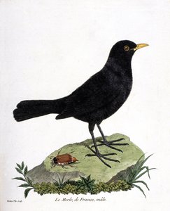 Zoologisk kart (ornitologi): hannen svarttrost (svarttrost eller turdus merula). Illustrasjon i "Fuglenes historie, malt i deres utseende og følsomme aspekter" av Francois Nicolas Martinet (1731-1800). Privat samling. av Francois Nicolas Martinet