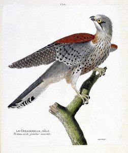 Zoologisk kart (ornitologi): hannbrannkarse (haukhauk eller falco tinnunculus) på en gren. Illustrasjon i "Fuglenes historie, malt i deres utseende og følsomme aspekter" av Francois Nicolas Martinet (1731-1800). Privat samling. av Francois Nicolas Martinet