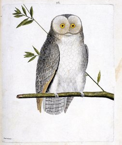 Zoologisk kart (ornitologi): uglen (Barn Owl eller Tyto Alba) på en gren. Illustrasjon i "Fuglenes historie, malt i deres utseende og følsomme aspekter" av Francois Nicolas Martinet (1731-1800). Privat samling. av Francois Nicolas Martinet