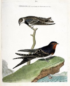 Zoologisk kart (ornitologi): kystsvalen til fez-riket (Riparia riparia) på en gren og den afrikanske svalen (rustikk svale eller Hirundo rustica). Illustrasjon i "Fuglenes historie, malt i deres utseende og følsomme aspekter" av Francois Nicolas Martinet
