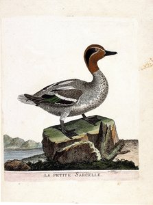 Zoologisk kart (ornitologi): den lille krikkand (vinterkrikk eller anas crecca). Illustrasjon i "Fuglenes historie, malt i deres utseende og følsomme aspekter" av Francois Nicolas Martinet (1731-1800). Privat samling. av Francois Nicolas Martinet