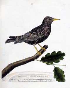 Zoologisk kart (ornitologi): stær eller sansonet (stær eller sturnus vulgaris) på en gren. Illustrasjon i "Fuglenes historie, malt i deres utseende og følsomme aspekter" av Francois Nicolas Martinet (1731-1800). Privat samling. av Francois Nicolas Martinet