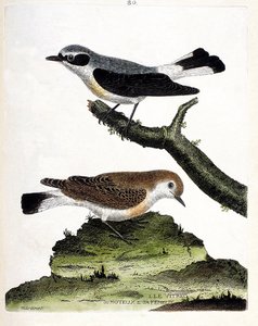 Zoologisk kart (ornitologi): vitrec (eller motøs) på grenen og dens hunn (mottous stilk eller oenanth). Illustrasjon i "Fuglenes historie, malt i deres utseende og følsomme aspekter" av Francois Nicolas Martinet (1731-1800). Privat c av Francois Nicolas Martinet