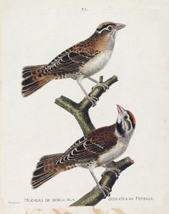 Zoologisk kart (ornitologi): skogspurven eller relieffet (Hudsonsparrow eller spizea arborea) og hunnen (avlastet spurv eller petronia petronia). Illustrasjon i "Fuglenes historie, malt i deres utseende og følsomme aspekter" av Franco av Francois Nicolas Martinet