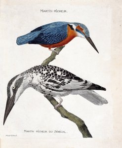 Zoologisk kart (ornitologi): topp til bunn: Martin pecheur (martin pecheur d