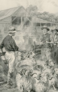 En sauestasjon på Canterbury Plains av Frank Dadd