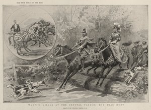 Wulffs sirkus på Crystal Palace, villsvinjakten