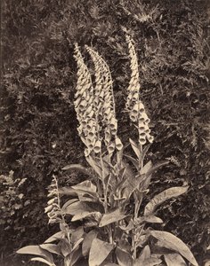 Revehansker, ca. 1860-årene.