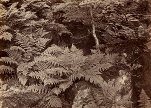 Uten tittel Fern Study, slutten av 1870-tallet. av Frank Meadow Sutcliffe