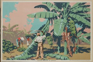Skjæring av bananer på Jamaica (farge litho)