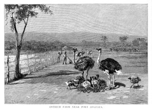 Strutsefarm nær Port Augusta, Sør-Australia, 1886 av Frank P. Mahony