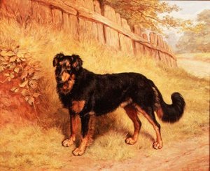 Border collie