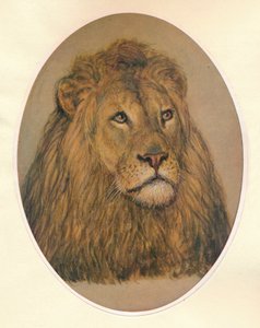 Lions Head, c1896