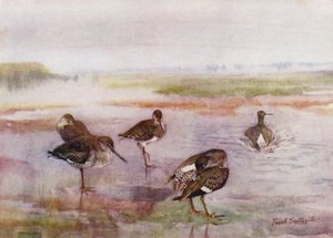 Norfolk Broads: Redshank (farge litho) av Frank Southgate