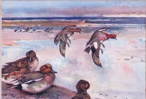 Widgeons, illustrasjon fra Wild Nature & Country Life utgitt av Hodder & Stoughton, ca. 1910 av Frank Southgate
