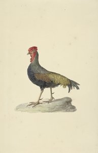Sonnerats hoen av François Levaillant (circle of)