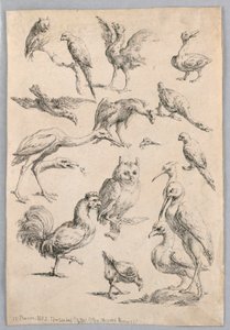 Sortiment av fugler, fra "Samling av forskjellige dyrestudier..." av Frans Snyders