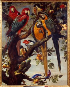 Papegøyer og andre fugler Maleri av Frans Snyders (1579-1657) 1600-tallet Søn. 1,22x0,98 m Grenoble, Musee des Beaux Arts