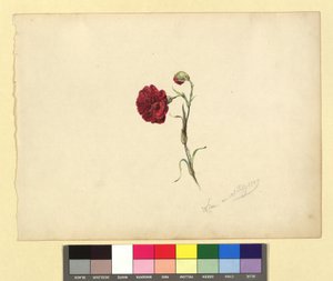 Nelke av Franz Alt