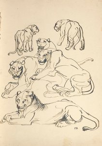 Seks Cougars av Franz Barwig d. Ä.
