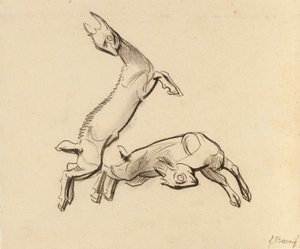 Hoppende Zicklein