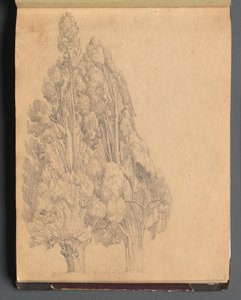 Album med utsikt over Roma og omegn, landskapsstudier, side 13a: Trær. av Franz Johann Heinrich Nadorp