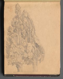 Album med utsikt over Roma og omegn, landskapsstudier, side 13a: Trær av Franz Johann Heinrich Nadorp