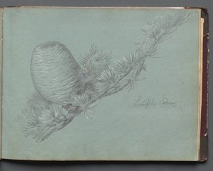 Album med utsikt over Roma og omgivelsene, landskapsstudier, side 49a: Studie av en eviggrønn gren med furukongel av Franz Johann Heinrich Nadorp