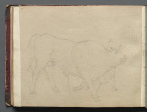 Album med utsikt over Roma og omegn, landskapsstudier, side 51b: Studie av en okse. av Franz Johann Heinrich Nadorp