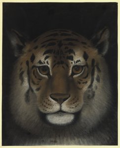 Tigerhode av Franz Krüger