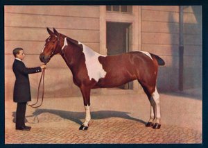 Et fotografi av en hest tatt med et Zeiss Tessar-objektiv, c1908 av Franz Kuhn