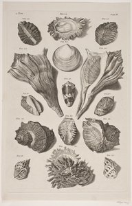 Konkylier med brett. Plate 3.