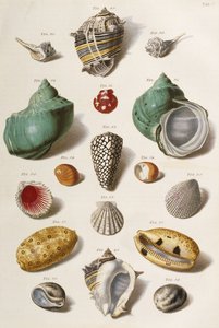 Ulike skjell, 1758