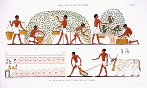 Fruktplukking, fra en sjelden oversikt over fresker fra Theben, registrert 1819-1822 på sitt andre besøk i Egypt av Frederic Cailliaud (1787-1869), farge litho