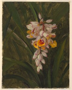 "Kardemomme" av Frederic Edwin Church