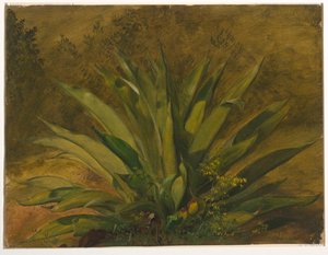 Century Plant av Frederic Edwin Church
