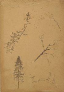 Tegning, botaniske skisser, 1888 av Frederic Edwin Church