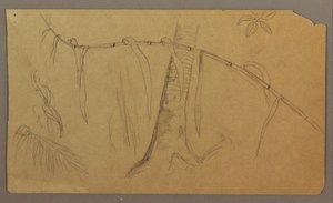 Tegning, botaniske skisser, mai–august 1865 av Frederic Edwin Church
