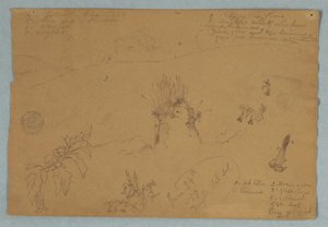 Tegning. Botaniske og skyskisser nær Quito, Ecuador av Frederic Edwin Church