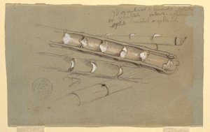 Tegning, studie av bambus, juni 1857 av Frederic Edwin Church